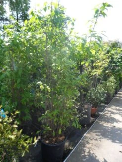 Winterzoet (Chimonanthus Praecox) -Green Roots Exporteren Winkel chimonanthus praecox 175 200 250 c50