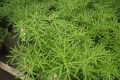 Nieuwe uitgaven -Green Roots Exporteren Winkel choisya aztec pearl 1