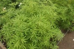 Choisya (Choisya 'Aztec Pearl') -Green Roots Exporteren Winkel choisya aztec pearl 2