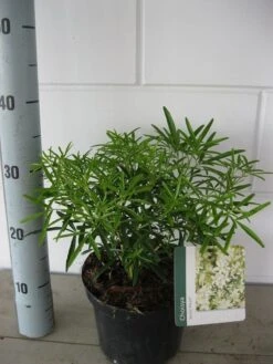 Choisya (Choisya 'Aztec Pearl') -Green Roots Exporteren Winkel choisya aztec pearl c3 september