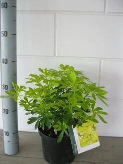 Choisya (Choisya Ternata 'Sundance') 9 Choisya (Choisya Ternata 'Sundance') -Green Roots Exporteren Winkel choisya sundance c3 september