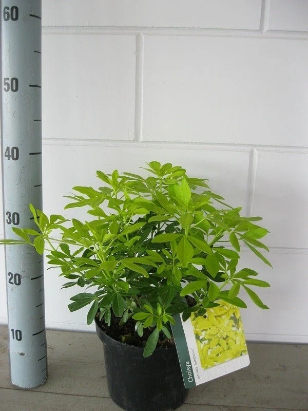 Choisya (Choisya Ternata 'Sundance') 4 Choisya (Choisya Ternata 'Sundance') - Afbeelding 4