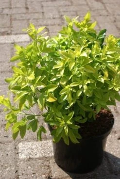 Choisya (Choisya Ternata 'Sundance') 8 Choisya (Choisya Ternata 'Sundance') -Green Roots Exporteren Winkel choisya ternata sundance 1