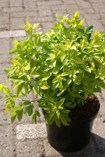 Choisya (Choisya Ternata 'Sundance') 3 Choisya (Choisya Ternata 'Sundance') - Afbeelding 3