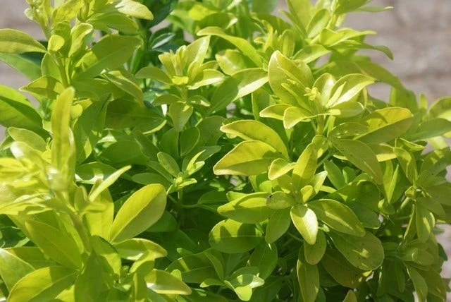 Choisya (Choisya Ternata 'Sundance') 2 Choisya (Choisya Ternata 'Sundance') - Afbeelding 2