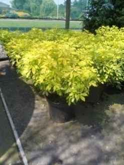 Choisya (Choisya Ternata 'Sundance') 10 Choisya (Choisya Ternata 'Sundance') -Green Roots Exporteren Winkel choisya ternata sundance c10 1