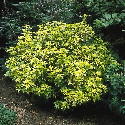 Choisya (Choisya Ternata 'Sundance') 1 Choisya (Choisya Ternata 'Sundance')