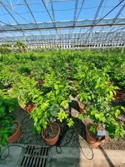 Sinaasappel (Citrus Sinensis 'Arcobal') -Green Roots Exporteren Winkel citrus chinensis arcobal 2