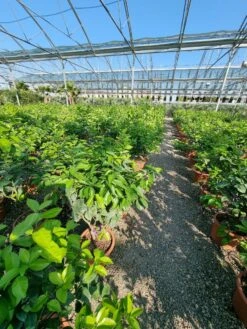 Sinaasappel (Citrus Sinensis 'Arcobal') -Green Roots Exporteren Winkel citrus chinensis arcobal 3