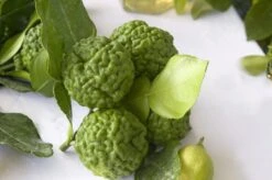 Kaffirlimoen (Citrus Hystrix) -Green Roots Exporteren Winkel citrus hystrix