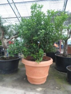 Kumquat (Citrus Kumquat) -Green Roots Exporteren Winkel citrus kumquat solitair c500