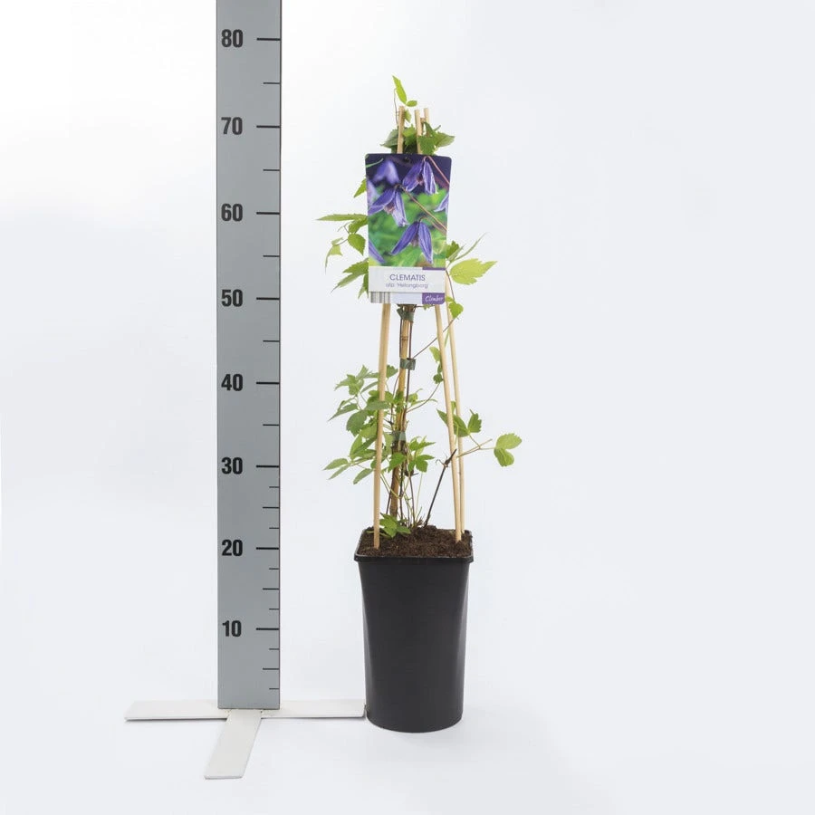 Bosrank (Clematis Alpina 'Helsingborg') 2 Bosrank (Clematis Alpina 'Helsingborg') - Afbeelding 2