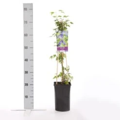 Bosrank (Clematis Alpina) -Green Roots Exporteren Winkel clematis alpina