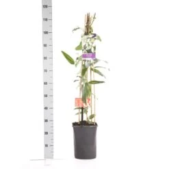 Bosrank, Groenblijvend (Clematis Armandii 'Apple Blossom') -Green Roots Exporteren Winkel clematis apelblossom 1.00 1.25 1