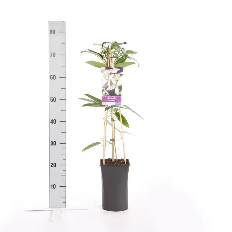 Bosrank, Groenblijvend (Clematis Armandii) 4 Bosrank, Groenblijvend (Clematis Armandii) - Afbeelding 4