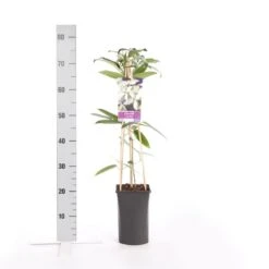 Bosrank, Groenblijvend (Clematis Armandii) -Green Roots Exporteren Winkel clematis armandii