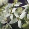Bosrank, Groenblijvend (Clematis Armandii)