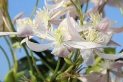 Bosrank, Groenblijvend (Clematis Armandii 'Apple Blossom') -Green Roots Exporteren Winkel clematis armandii apple blossom 1 1