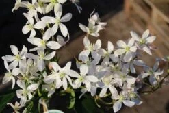 Nieuwe uitgaven -Green Roots Exporteren Winkel clematis armandii apple blossom 3 3