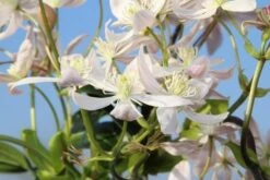 Bosrank, Groenblijvend (Clematis Armandii 'Apple Blossom') 17 Bosrank, Groenblijvend (Clematis Armandii 'Apple Blossom') -Green Roots Exporteren Winkel clematis armandii apple blossom 5