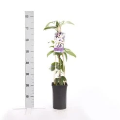 Bosrank, Groenblijvend (Clematis Armandii 'Apple Blossom') 13 Bosrank, Groenblijvend (Clematis Armandii 'Apple Blossom') -Green Roots Exporteren Winkel clematis armandii apple blossom 3