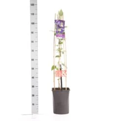 Bosrank (Clematis 'Blue Pirouette') -Green Roots Exporteren Winkel clematis blue pirouette pbr 1.00 1.25 1