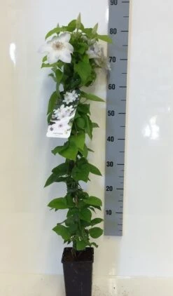 Bosrank (Clematis 'Henryi') -Green Roots Exporteren Winkel clematis henryi 80 100 c2 1