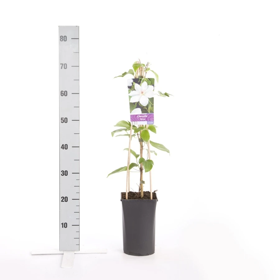 Bosrank (Clematis 'Henryi') 2 Bosrank (Clematis 'Henryi') - Afbeelding 2