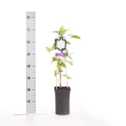 Bosrank (Clematis 'Jackmanii Alba') 5 Bosrank (Clematis 'Jackmanii Alba') -Green Roots Exporteren Winkel clematis jackmanii alba