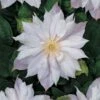 Bosrank (Clematis 'Jackmanii Alba')