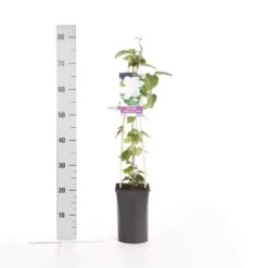 Bosrank (Clematis 'Madame Le Coultre') -Green Roots Exporteren Winkel clematis madame le coultre