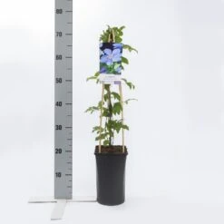 Bosrank (Clematis 'Mrs Cholmondeley') -Green Roots Exporteren Winkel clematis mrs. cholmondeley