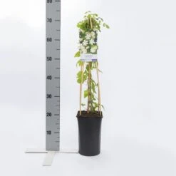 Bosrank (Clematis 'Paul Farges') 7 Bosrank (Clematis 'Paul Farges') -Green Roots Exporteren Winkel clematis paul farges 1