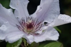 Bosrank (Clematis 'Snow Queen') -Green Roots Exporteren Winkel clematis snow queen 1