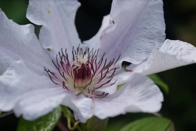 Bosrank (Clematis 'Snow Queen') 6 Bosrank (Clematis 'Snow Queen') - Afbeelding 6