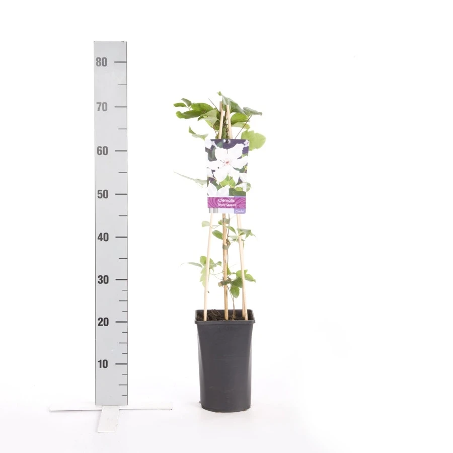 Bosrank (Clematis 'Snow Queen') 2 Bosrank (Clematis 'Snow Queen') - Afbeelding 2
