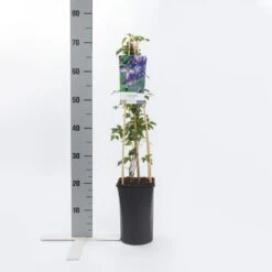 Bosrank (Clematis Viticella) 6 Bosrank (Clematis Viticella) -Green Roots Exporteren Winkel clematis viticella