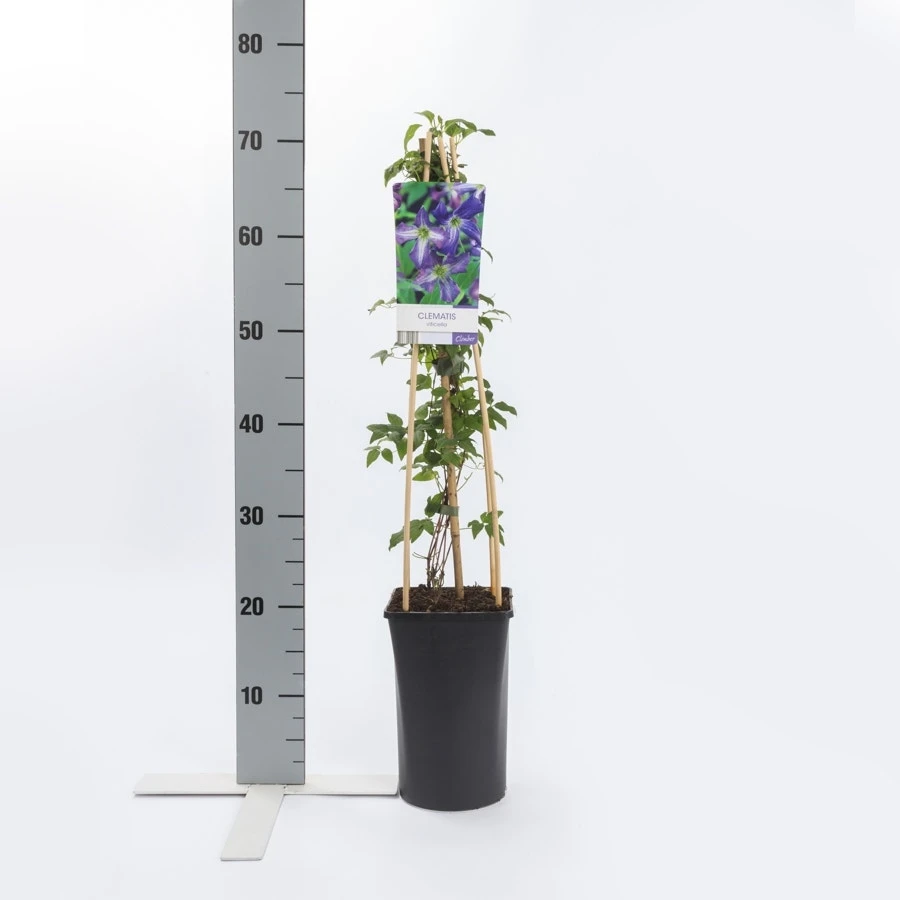 Bosrank (Clematis Viticella) 3 Bosrank (Clematis Viticella) - Afbeelding 3