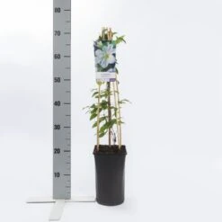 Bosrank (Clematis 'Yukikomachi') -Green Roots Exporteren Winkel clematis yukikomachi