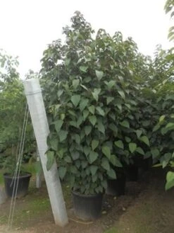 Pindakaasboom (Clerodendrum Trichotomum Fargesii) 5 Pindakaasboom (Clerodendrum Trichotomum Fargesii) -Green Roots Exporteren Winkel clerodendrum trich. purple blaze11 1