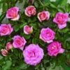 Klimroos (Rosa 'Parfum Royal')
