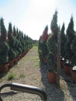 Conifeer Als Spiraal (Thuja Occidentalis 'Smaragd') -Green Roots Exporteren Winkel conifeer spiraal