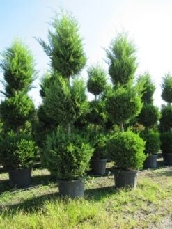 Cupressocyparis, Triobol (Cupressocyparis Leylandii 'Castlewellan Gold') -Green Roots Exporteren Winkel conifeer triobol 2