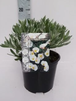 Zilverwinde (Convolvulus Cneorum ) -Green Roots Exporteren Winkel convolvulus 10 6 1