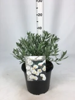 Zilverwinde (Convolvulus Cneorum ) -Green Roots Exporteren Winkel convolvulus 26 06 1