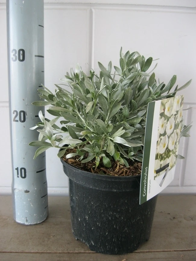 Zilverwinde (Convolvulus Cneorum ) 10 Zilverwinde (Convolvulus Cneorum ) - Afbeelding 10