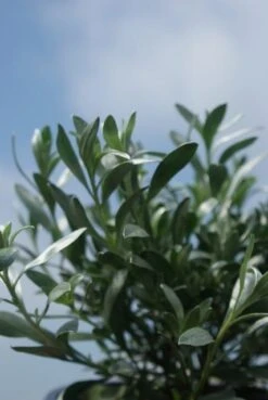 Zilverwinde (Convolvulus Cneorum ) -Green Roots Exporteren Winkel convolvulus cneorum 1 1