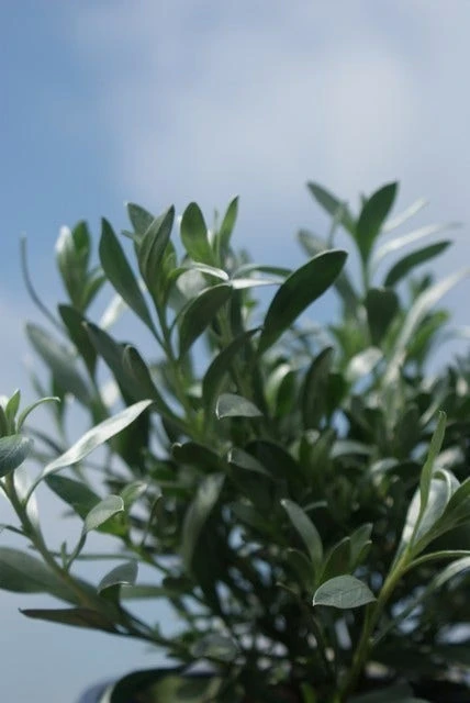 Zilverwinde (Convolvulus Cneorum ) 3 Zilverwinde (Convolvulus Cneorum ) - Afbeelding 3