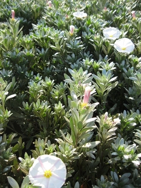 Zilverwinde (Convolvulus Cneorum ) 11 Zilverwinde (Convolvulus Cneorum ) - Afbeelding 11
