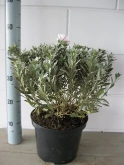 Zilverwinde (Convolvulus Cneorum ) -Green Roots Exporteren Winkel convolvulus cneorum c5 oktober 2 1